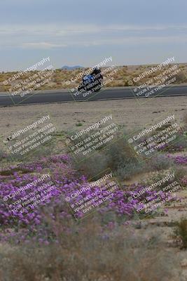 media/Jan-14-2023-SoCal Trackdays (Sat) [[497694156f]]/Turn 14 Exit Bloomig (145pm)/